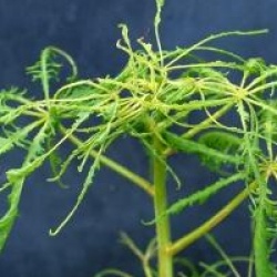 Aesculus hippocastanum 'Laciniata'