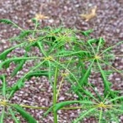 Aesculus hippocastanum 'Laciniata'