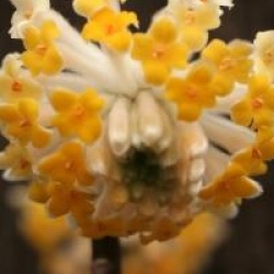 Edgeworthia � grandes fleurs