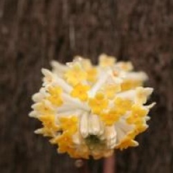 Edgeworthia chrysantha 'Grandiflora' 