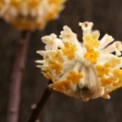 Edgeworthia chrysantha 'Grandiflora' 