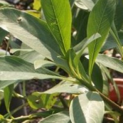 Edgeworthia chrysantha 'Grandiflora' 
