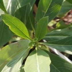 Edgeworthia chrysantha 'Grandiflora' 