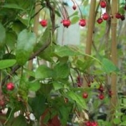 Berberidopsis corallina 