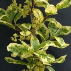 Orixa japonica 'Variegata'