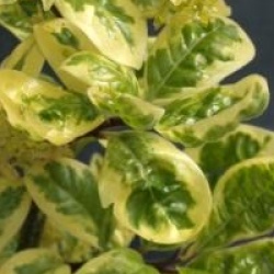 Orixa japonica 'Variegata'