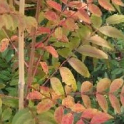 Pistacia chinensis - Pistachier Chinois