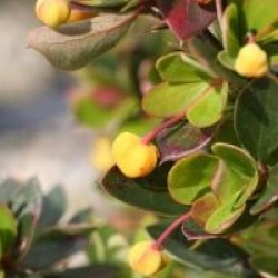 Berberis buxifolia 'Nana'