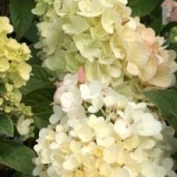 Hydrangea paniculata Sundae Fraise � 'Rensum' cov 