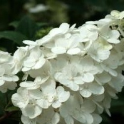 Hydrangea paniculata Sundae Fraise � 'Rensum' cov 
