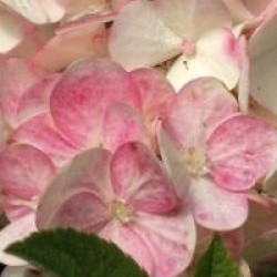Hydrangea paniculata Sundae Fraise � 'Rensum' cov 