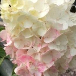 Hydrangea paniculata Sundae Fraise � 'Rensum' cov 