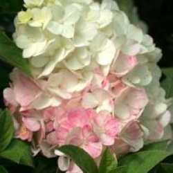 Hydrangea paniculata Sundae Fraise � 'Rensum' cov  - Hortensia � panicule Sundae Fraise �