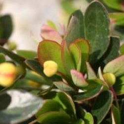 Berberis buxifolia 'Nana'