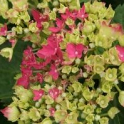 Hydrangea macrophylla 'Leuchtfeuer'