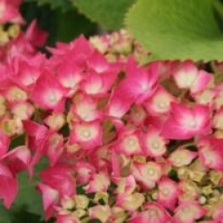 Hortensia Leuchtfeuer