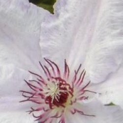 Clematis 'Snow Queen' - Cl�matite Snow Queen