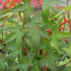 Acer palmatum 'Little Princess'