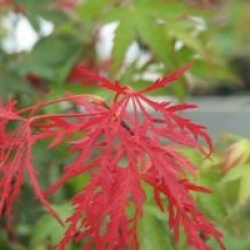 Acer palmatum var. dissectum 'Ornatum'