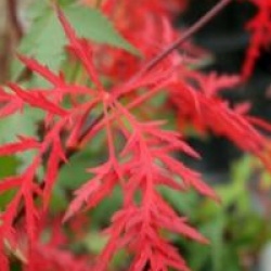Acer palmatum var. dissectum 'Ornatum'