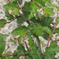 Nothofagus antartica 'Benmore'