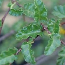 Nothofagus antartica 'Benmore'