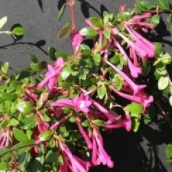 Abelia floribunda