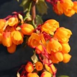 Berberis darwinii
