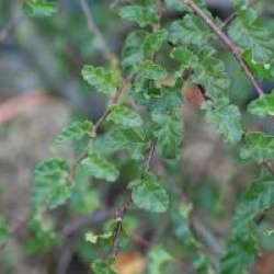 Nothofagus antartica 'Benmore'