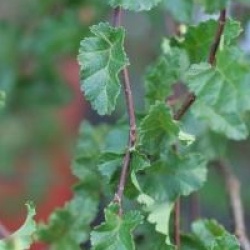 Nothofagus antartica 'Benmore'