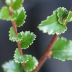Nothofagus cunninghamii