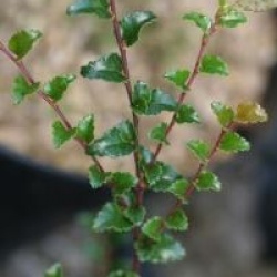 Nothofagus cunninghamii