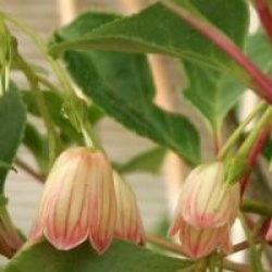 Enkianthus campanulatus - Androm�de campanul�e