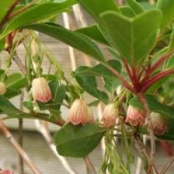 Enkianthus campanulatus