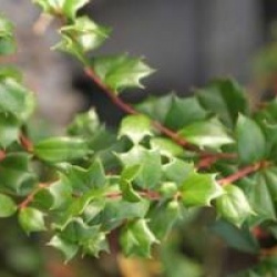 Berberis darwinii