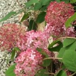 Hydrangea arborescens Invincibelle � 'Ncha1' cov 