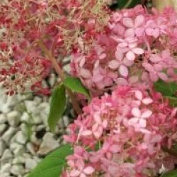 Hydrangea arborescens Invincibelle � 'Ncha1' cov 