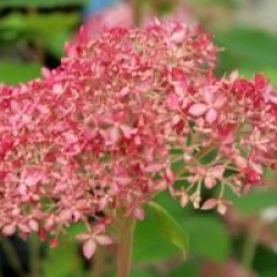 Hydrangea arborescens Invicibelle