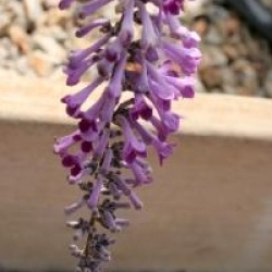 Buddleja lindleyana 