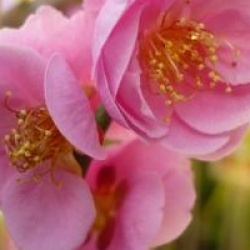 Prunus mume 'Beni-chidori' 