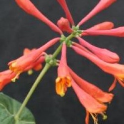Lonicera x heckrottii 'Gold Flame'