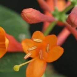 Lonicera x heckrottii 'Gold Flame'