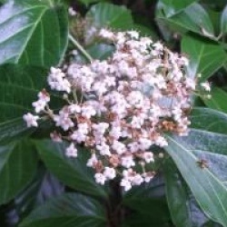 Viburnum tinus 'Macrophyllum'