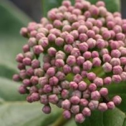 Viburnum tinus 'Macrophyllum'