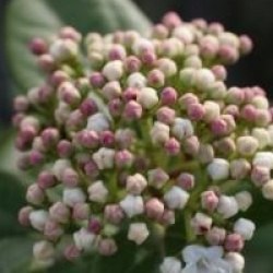 Viburnum tinus 'Macrophyllum'