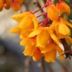 Berberis darwinii