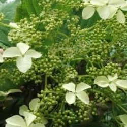 Hydrangea heteromalla 'Snowcap' - Hydrangea heteromalla  Snow Cap