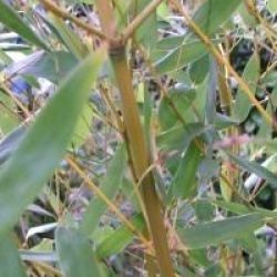 Phyllostachys bissetii