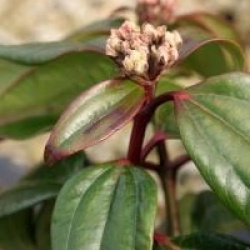 Viburnum davidii 'Femina' - Viburnum davidii Femina
