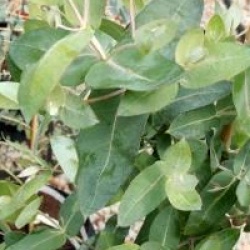 Gommier bleu de Tasmanie